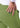 ADAR Pro Women's Ultimate Yoga Jogger Pant - Spring Leaf